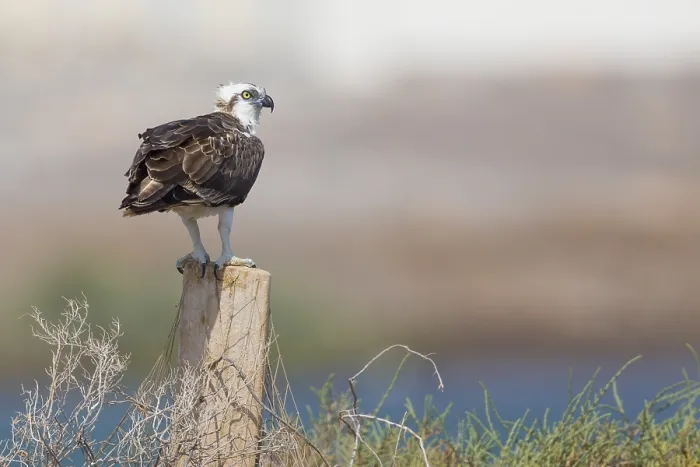 Framed Print : Osprey (Pandion haliaetus), Standing on a post, Qurayyat, Muscat Governorate, Oman