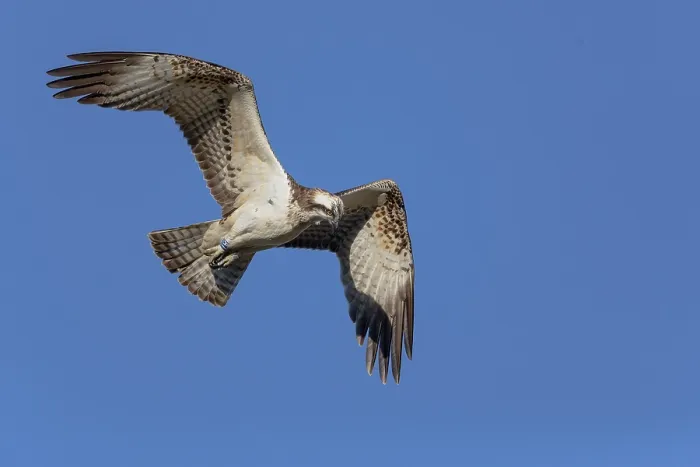 Framed Print : Osprey, Juvenile in flight, Campania, Italy (Pandion haliaetus) Framed Print : Osprey, Juvenile in flight, Campania, Italy (Pandion haliaetus)