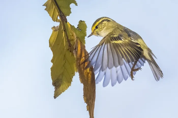 Framed Print : Pallas's Leaf Warbler, Phylloscopus proregulus