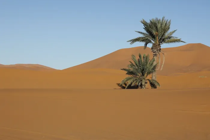 Framed Print : Palm tree in Morocco