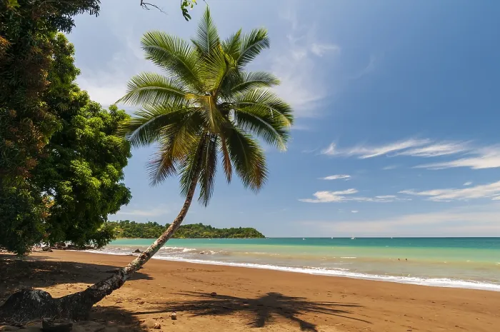 Framed Print : A palm tree and its shadow on a pristine sandy beach