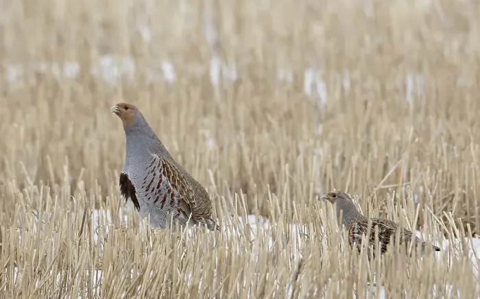 Framed Print : Patrijs, Grey Partridge, Perdix perdix