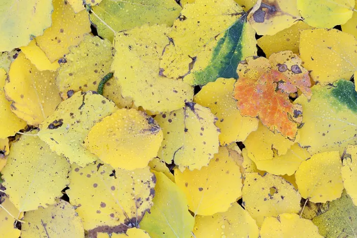Framed Print : Pattern of autumn leaves