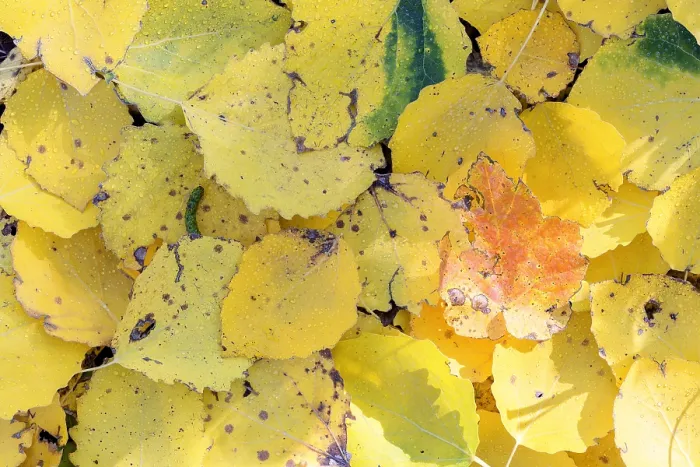 Framed Print : Pattern of autumn leaves