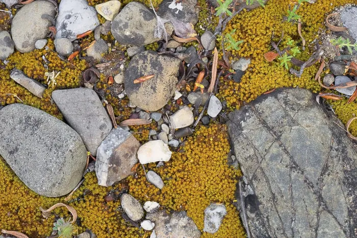 Framed Print : Pebbles, Pebbles with moss on a riverbed, Basilicata, Italy Framed Print : Pebbles, Pebbles with moss on a riverbed, Basilicata, Italy