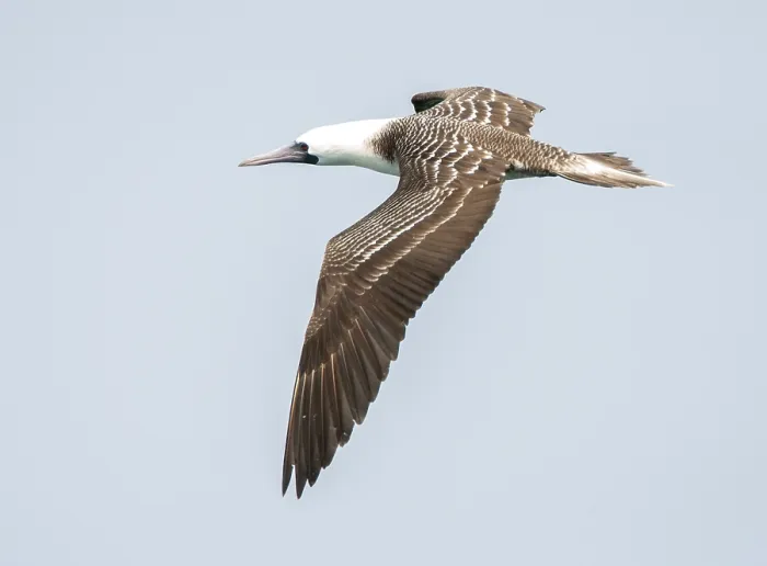 Framed Print : Peruvian Booby, Sula variegata