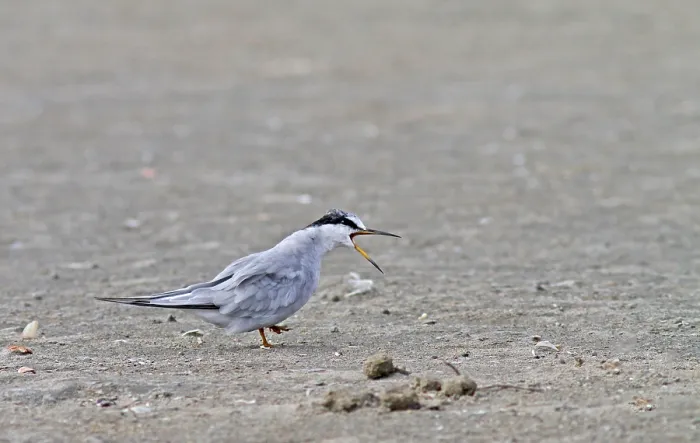 Framed Print : Peruvian Tern, Sternula lorata