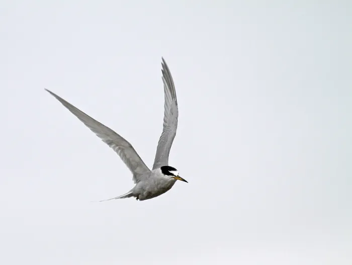 Framed Print : Peruvian Tern, Sternula lorata