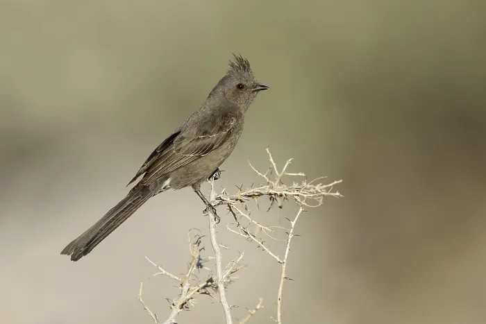 Framed Print : Phainopepla, Phainopepla nitens