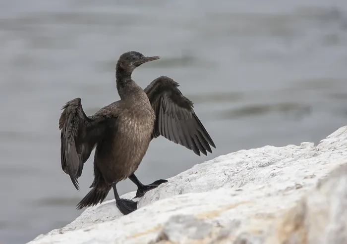 Framed Print : Phalacrocorax neglectus