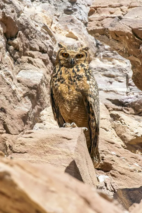 Framed Print : Pharaoh Eagle-Owl, Woestijnoehoe, Bubo ascalaphus ascalaphus
