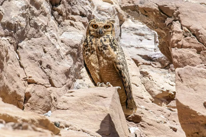 Framed Print : Pharaoh Eagle-Owl, Woestijnoehoe, Bubo ascalaphus ascalaphus