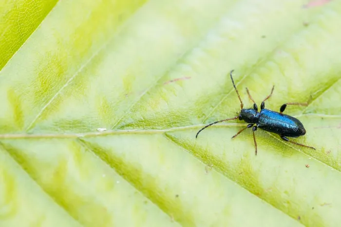 Framed Print : Phymatodes rufipes