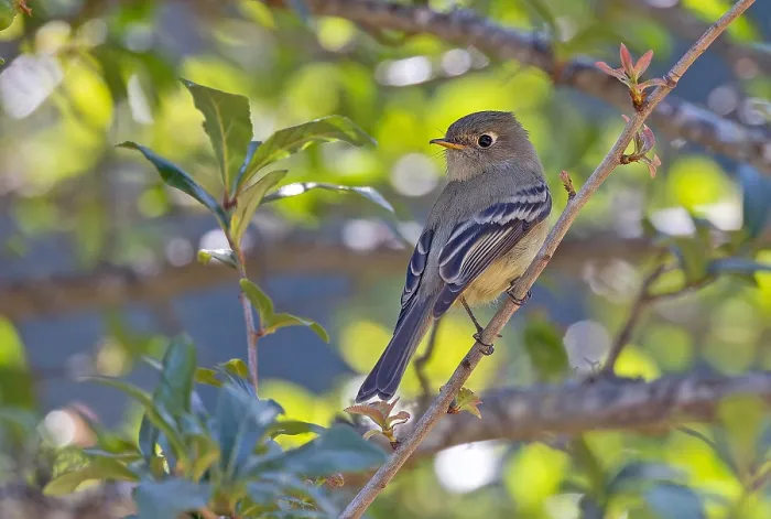 Framed Print : Pine Flycatcher, Empidonax affinis