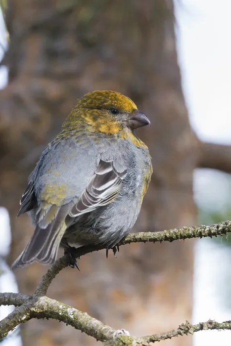 Framed Print : Pine Grosbeak