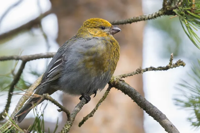 Framed Print : Pine Grosbeak