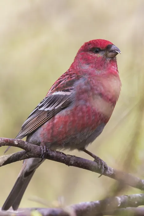 Framed Print : Pine Grosbeak