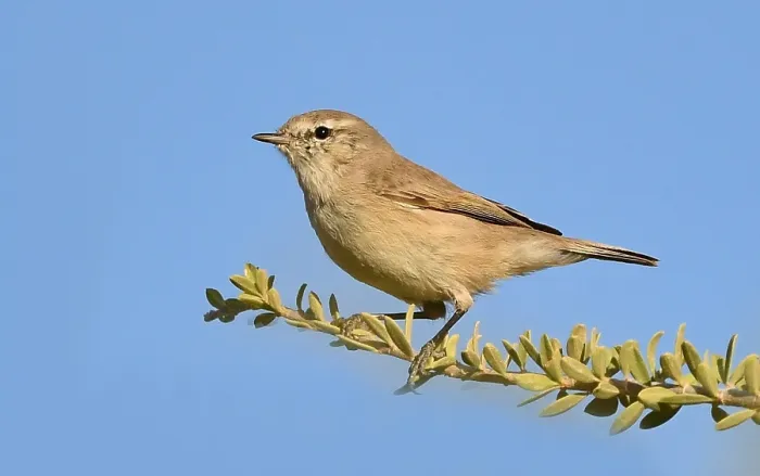 Framed Print : Plain Leaf Warbler in Oman
