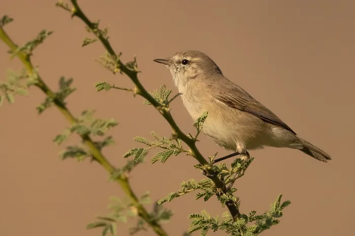Framed Print : Plain Leaf Warbler in Oman