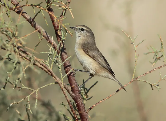 Framed Print : Plain Leaf Warbler, Phylloscopus neglectus