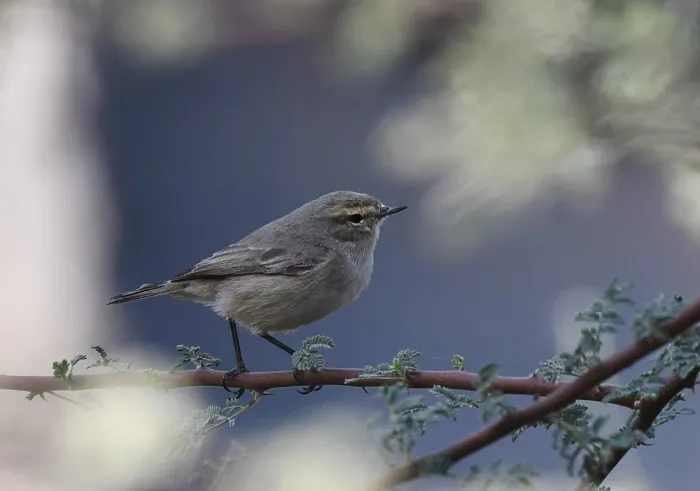 Framed Print : Plain Leaf Warbler, Phylloscopus neglectus