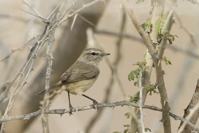 Framed Print : Plain-leaf Warbler, Phylloscopus neglectus