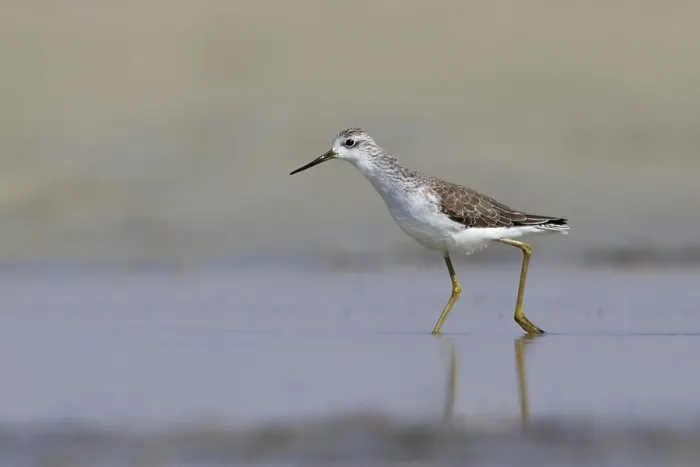 Framed Print : Poelruiter, Marsh Sandpiper, Tringa stagnatilis Framed Print : Poelruiter, Marsh Sandpiper, Tringa stagnatilis