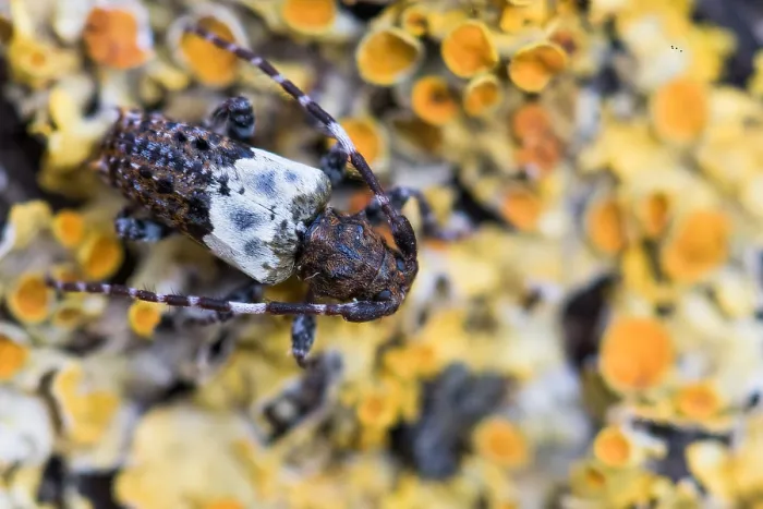 Framed Print : Pogonocherus hispidulus