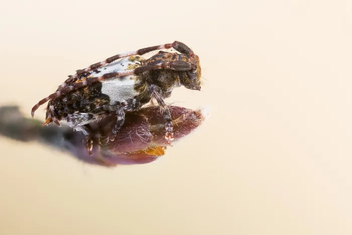 Framed Print : Pogonocherus hispidulus