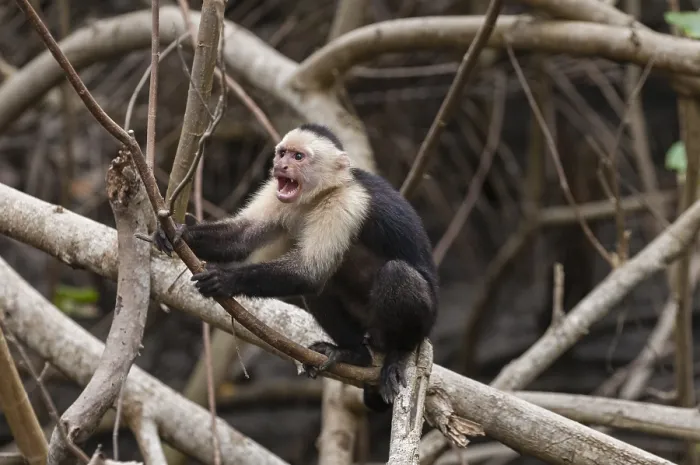 Framed Print : Portrait of an aggressive white-faced capuchin monkey Framed Print : Portrait of an aggressive white-faced capuchin monkey
