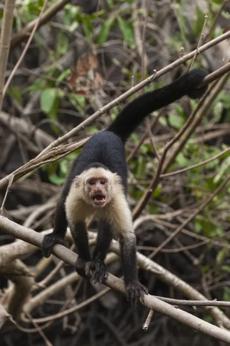 Framed Print : Portrait of an aggressive white-faced capuchin monkey