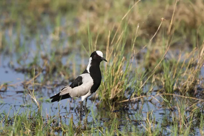 Framed Print : Portrait of a blacksmith lapwing