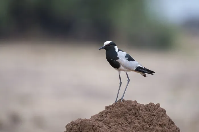 Framed Print : Portrait of a blacksmith lapwing or blacksmith plover