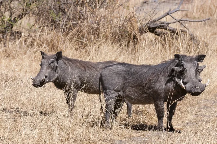 Framed Print : Portrait of a pair of warthogs