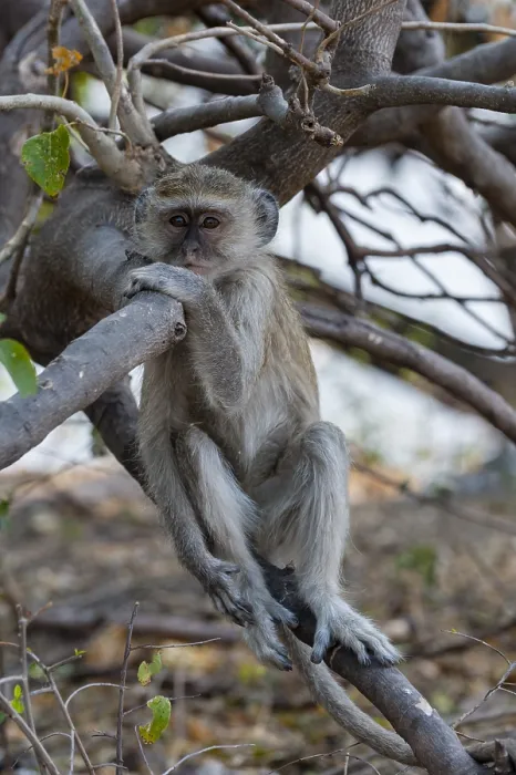 Framed Print : Portrait of a vervet monkey, Cercopithecus aethiops