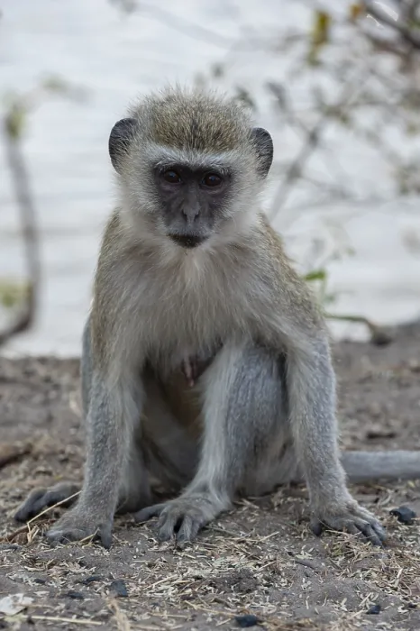 Framed Print : Portrait of a vervet monkey, Cercopithecus aethiops