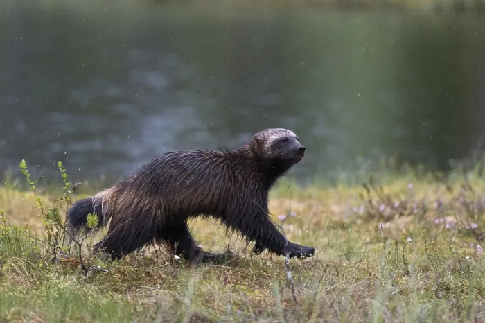Framed Print : Portrait of a wolverine, Gulo gulo