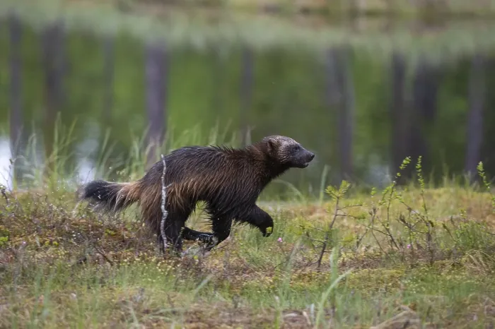 Framed Print : Portrait of a wolverine, Gulo gulo