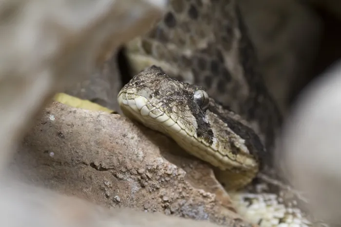 Framed Print : Puff Adder, Bitis arietans Framed Print : Puff Adder, Bitis arietans