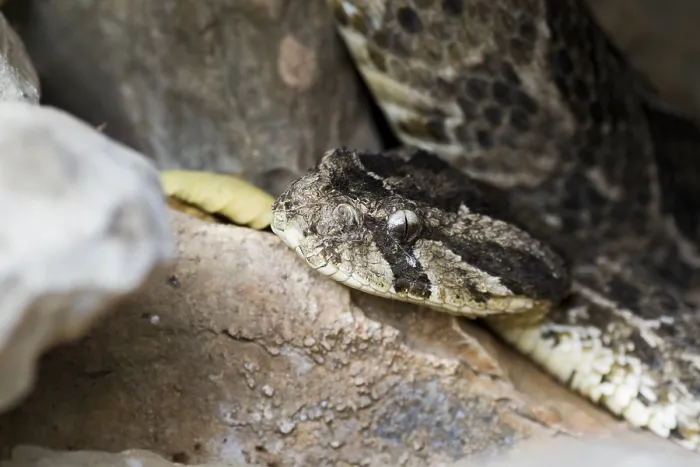 Framed Print : Puff Adder, Bitis arietans