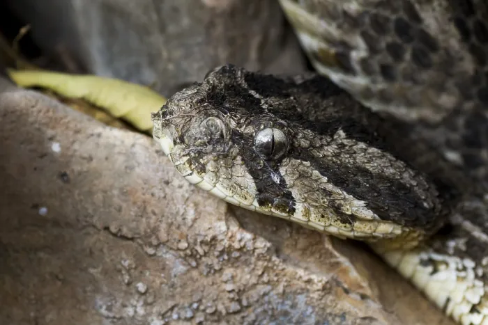 Framed Print : Puff Adder, Bitis arietans