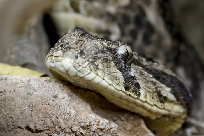 Framed Print : Puff Adder, Bitis arietans