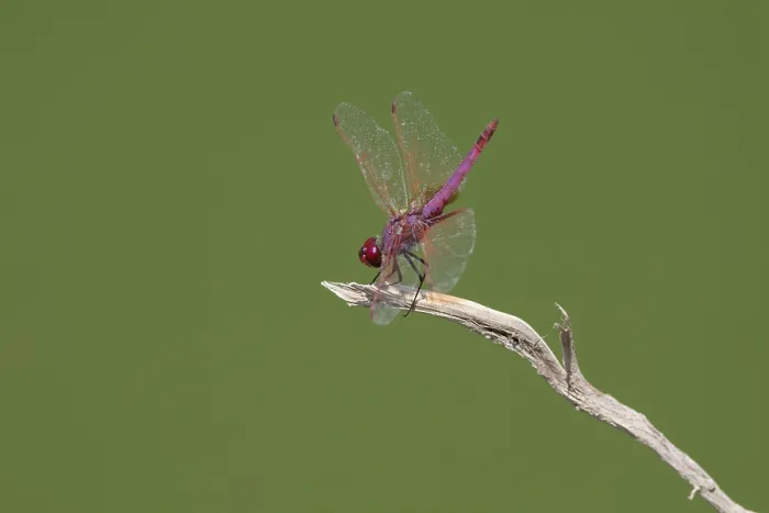 Framed Print : Purperlibel, Violet Dropwing, Violet-marked Darter, Trithemis an
