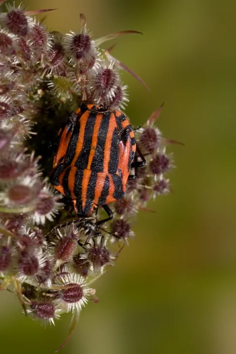 Framed Print : Pyjamawants, Striped shield bug