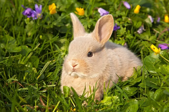 Framed Print : Rabbit, Bunny