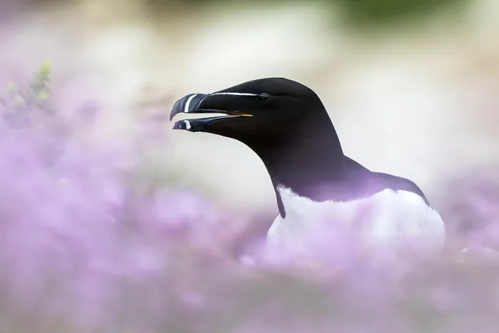 Framed Print : Razorbill sitting between Thrift
