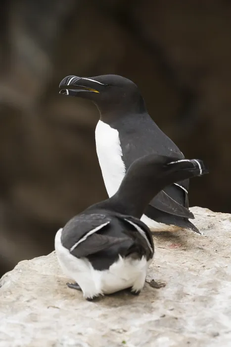 Framed Print : Razorbill (Alca torda), couple standing on a rock Framed Print : Razorbill (Alca torda), couple standing on a rock