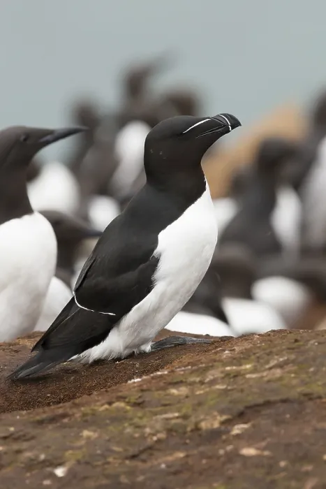 Framed Print : Razorbill (Alca torda), adult standing on the ground