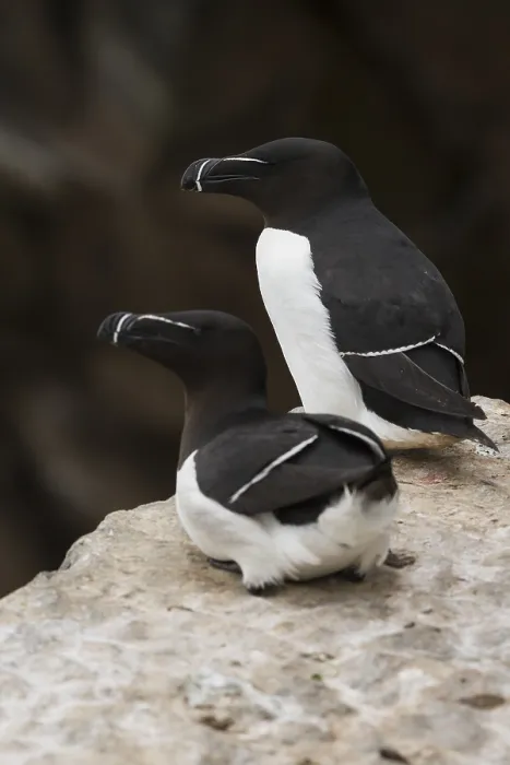 Framed Print : Razorbill (Alca torda), couple standing on a rock Framed Print : Razorbill (Alca torda), couple standing on a rock