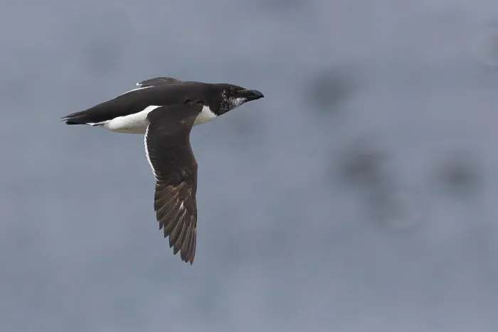 Framed Print : Razorbill (Alca torda), immature in flight